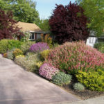 Front yard garden with different plants