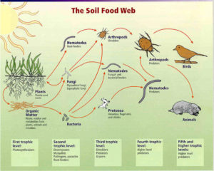 Soil food web illustrated diagram